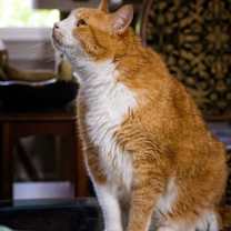 Thumbnail photo of Bogart #4