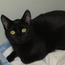Thumbnail photo of Onyx #2