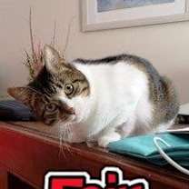 Thumbnail photo of Fair the anti-cat cat #1