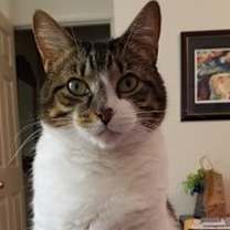 Thumbnail photo of Fair the anti-cat cat #2