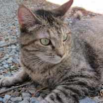 Thumbnail photo of Violet 1 (Sponsored) #2