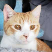 Thumbnail photo of Theodore #2