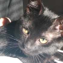 Thumbnail photo of Blinky #3