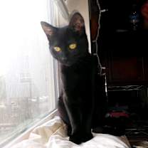 Thumbnail photo of Blinky #4