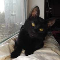 Thumbnail photo of Blinky #1