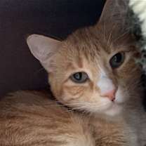 Thumbnail photo of Oxi #3