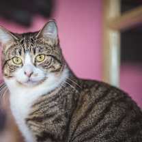 Thumbnail photo of Rhea #1