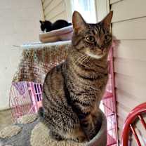 Thumbnail photo of Twiggy #2