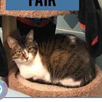 Thumbnail photo of Fair the anti-cat cat #4