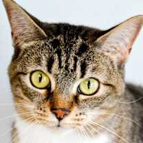 Thumbnail photo of CATARINA #1
