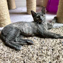 Thumbnail photo of Bonnie #3