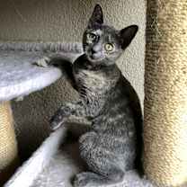 Thumbnail photo of Bonnie #4