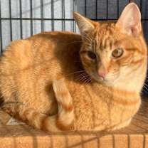 Thumbnail photo of Rufus #1