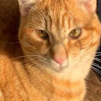 Thumbnail photo of Rufus #2