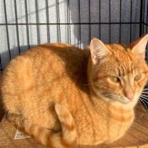 Thumbnail photo of Rufus #3