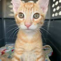 Thumbnail photo of Rufus #4