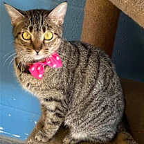 Thumbnail photo of Miss Kitty #1