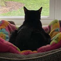 Thumbnail photo of Daisy #2