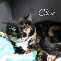 Thumbnail photo of Clove #2