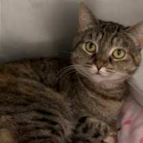 Thumbnail photo of Lola #2