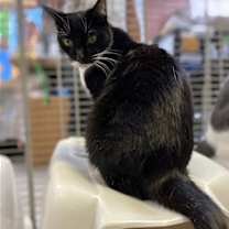 Thumbnail photo of Waffles #2