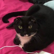 Thumbnail photo of Luna #1