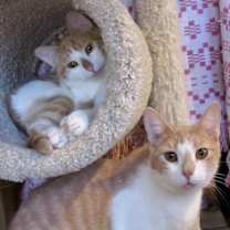 Thumbnail photo of Mango & Apricot #1