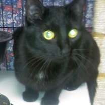 Thumbnail photo of Inky [Permanent Foster] #2