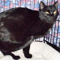 Thumbnail photo of Inky [Permanent Foster] #4