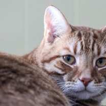 Thumbnail photo of Reese #1