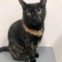 Thumbnail photo of Sable #1