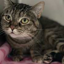 Thumbnail photo of Lola #3
