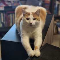 Thumbnail photo of Finley #1