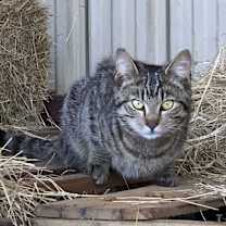 Thumbnail photo of Barn cat/Mouser #1