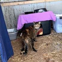 Thumbnail photo of Barn cat/Mouser #2
