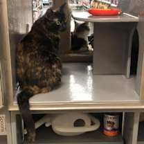 Thumbnail photo of Sable #2
