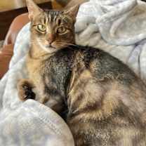 Thumbnail photo of Speckles #1