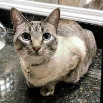 Thumbnail photo of Willow #1