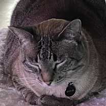 Thumbnail photo of Willow #2