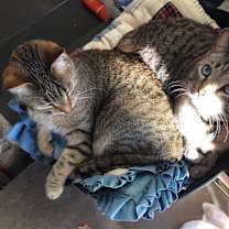 Thumbnail photo of Willow #4