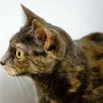 Thumbnail photo of Penelope #2