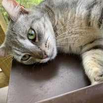 Thumbnail photo of MISTY BLU #3