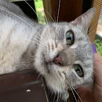 Thumbnail photo of MISTY BLU #4
