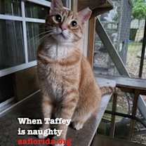 Thumbnail photo of Taffey #1