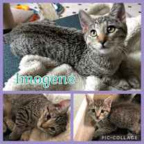 Thumbnail photo of Imogene #1