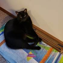 Thumbnail photo of Raven #1