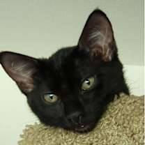 Thumbnail photo of Raven #2