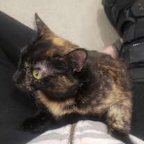 Thumbnail photo of Sable #3