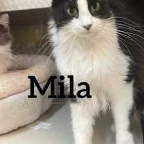 Thumbnail photo of Mila #1