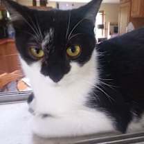 Thumbnail photo of Duke #3